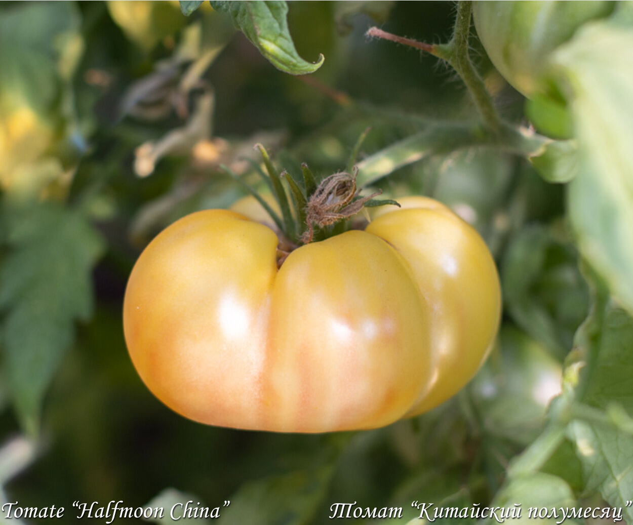Tomate Halfmoon China, Белоплодный помидор Китайский полумесяц